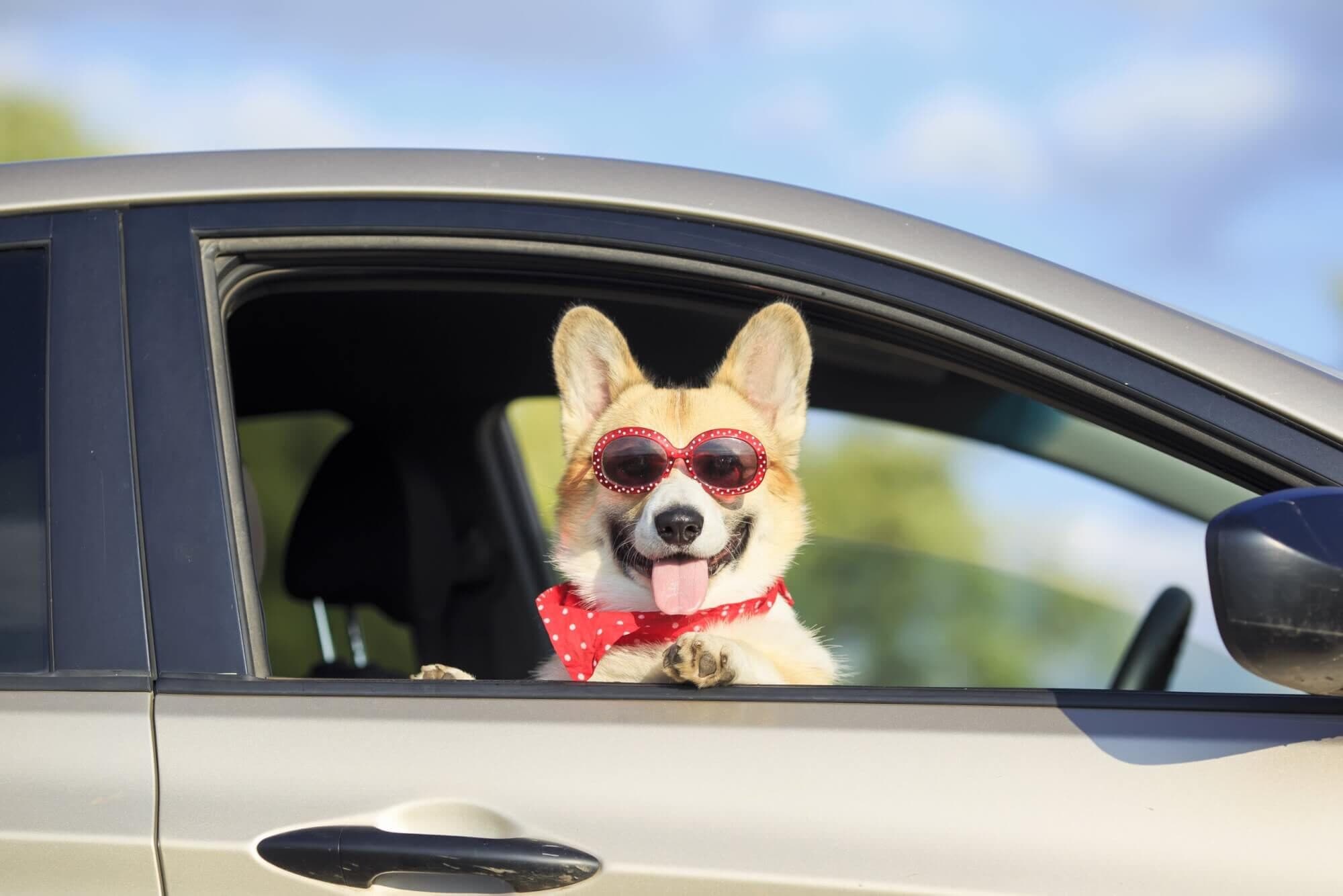 Happy corgi wearing red polka-dot sunglasses and a bandana leaning out of a car window
